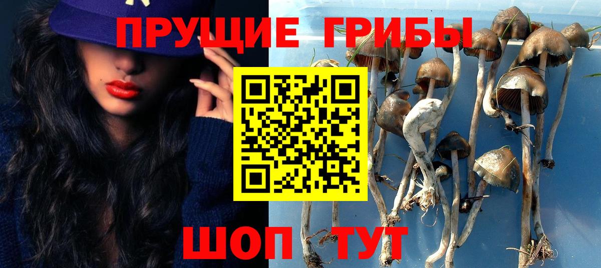 Псилоцибиновые грибы Cubensis Советск